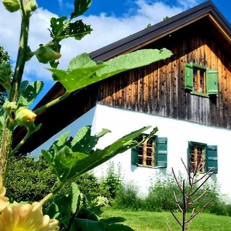 Estate Ana Konuk evi Ptuj Dış mekan fotoğraf