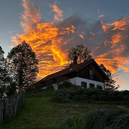 Estate Ana Konuk evi Ptuj Dış mekan fotoğraf