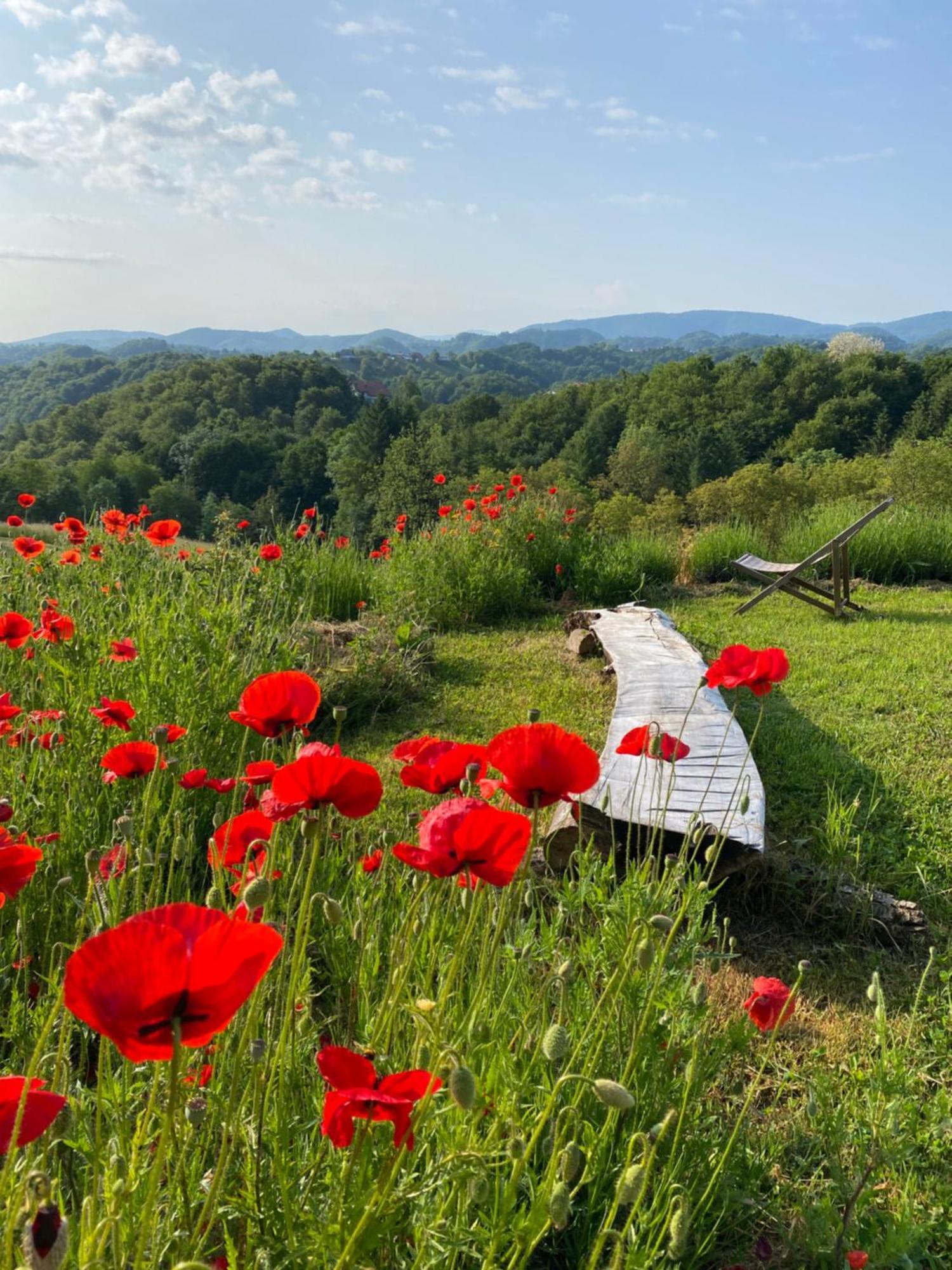 Estate Ana Konuk evi Ptuj Dış mekan fotoğraf